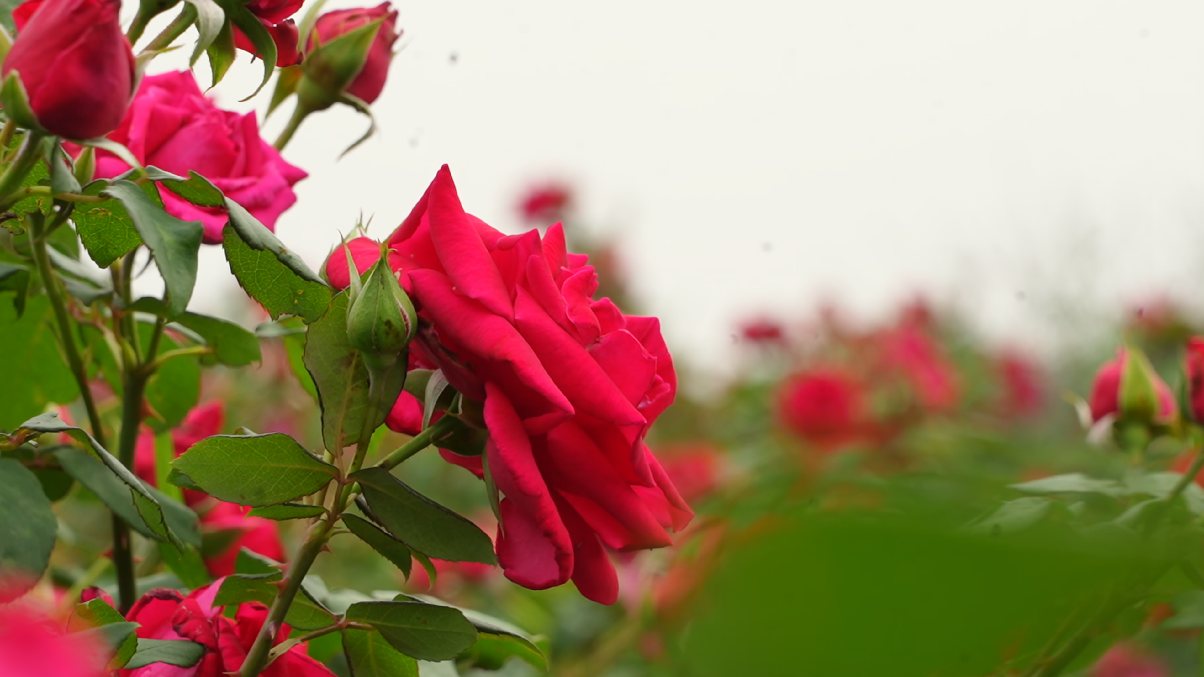 普者黑千亩玫瑰花开 "玫"好又浪漫!